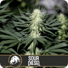 Sour Diesel, Фасовка: 3+1