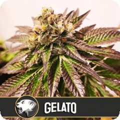 Gelato, Фасовка: 3