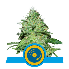 Joanne's CBD, Фасовка: 3