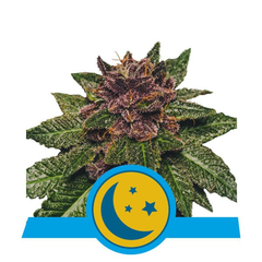 Purplematic CBD, Фасовка: 25