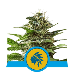 Tatanka Pure CBD, Фасовка: 25