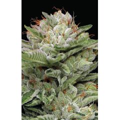 Durban Poison Auto, Фасовка: 3