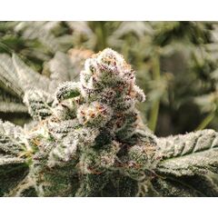 Honeybreath, Фасовка: 3