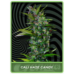 Cali Haze Candy, Фасовка: 1