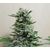 AK Skunk Auto, Фасовка: 5