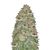 Doctor's Choice #1 Auto, Фасовка: 10