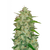 Original Auto Chemdawg, Фасовка: 3