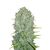 Original Auto Northern Lights, Фасовка: 1