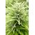Reggae Spirit Auto, Фасовка: 5