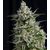 Anesthesia CBD, Фасовка: 3+1