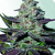 Mendocino Purple Kush, Фасовка: 10