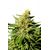 BCN Diesel CBD, Фасовка: 3