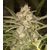 No Name Auto, Фасовка: 10