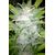 Jamaican Star Auto, Фасовка: 5