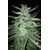 Sweet Poison Auto, Фасовка: 10