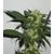 Bcn Sour Diesel, Фасовка: 3