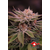 Gelato Punch Auto, Фасовка: 3