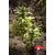 Critical 420 Auto, Фасовка: 5