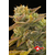 Gorilla bud Auto, Фасовка: 3