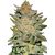 Blue Ace Auto CBD, Фасовка: 3