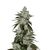 Auto Scout Cookies genetics, Фасовка: 100