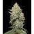 Auto Mary Poppins, Фасовка: 5