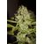 Auto Mandarine, Фасовка: 5