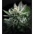 Gorilla Glue #4, Фасовка: 10