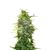 American Pie Auto, Фасовка: 3+1