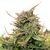 Baby Boom CBD Auto, Фасовка: 3