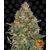 Pineapple express Auto, Фасовка: 1