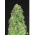 CBD 20:1 Auto, Фасовка: 1