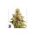 Golden Apple Haze Reg, Фасовка: 12