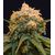 Papaya Bx1, Фасовка: 3