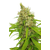Auto Mass genetics, Фасовка: 3+1