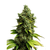 Auto Jack Herer genetics, Фасовка: 3+1