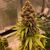 Diesel Fast F1 BX regular, Фасовка: 5