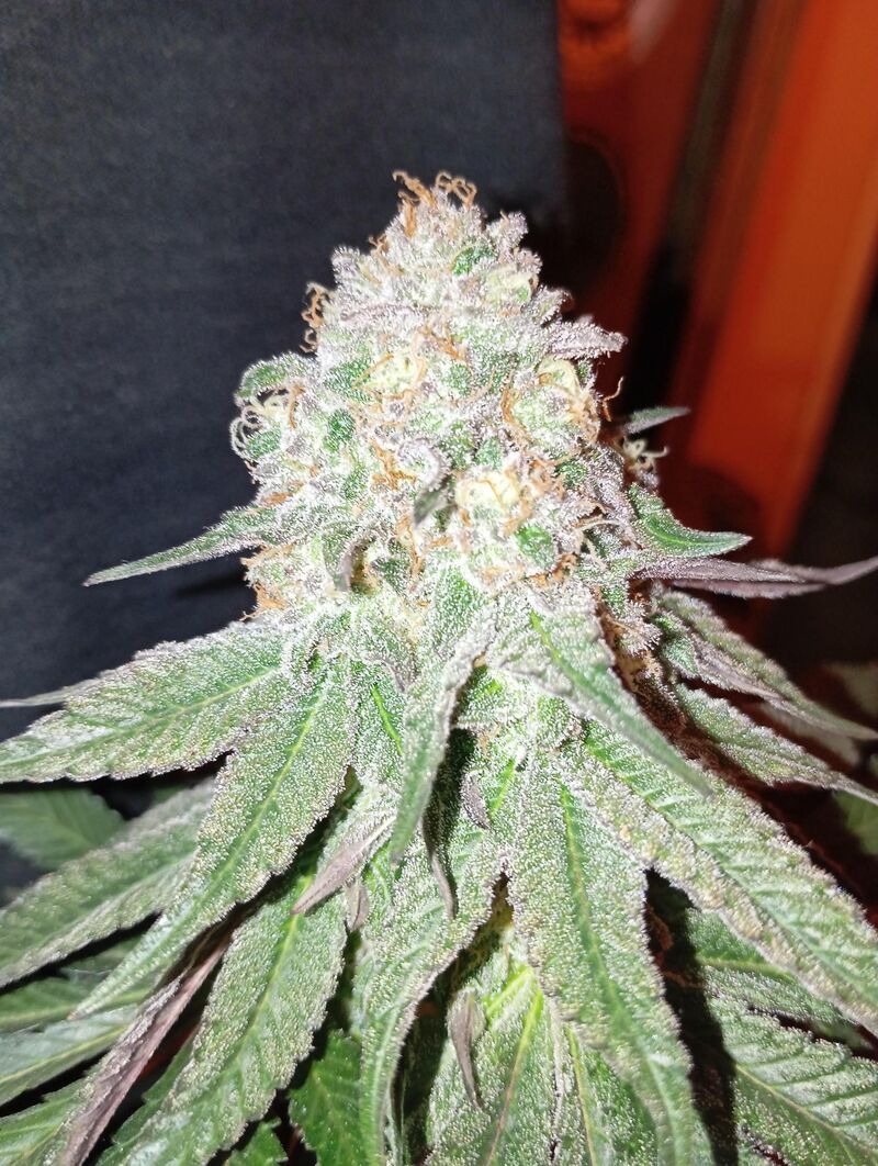 Mimosa EVO, Фасовка: 1, изображение 9