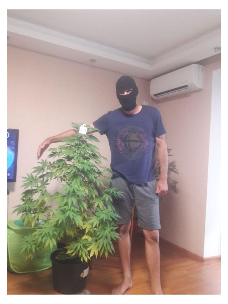 AK Skunk Auto, Фасовка: 5, изображение 4