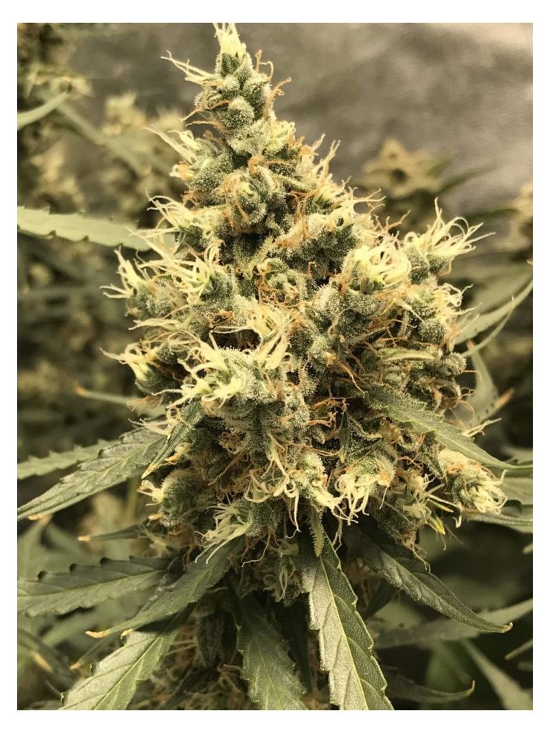 AK Skunk Auto, Фасовка: 5, изображение 2