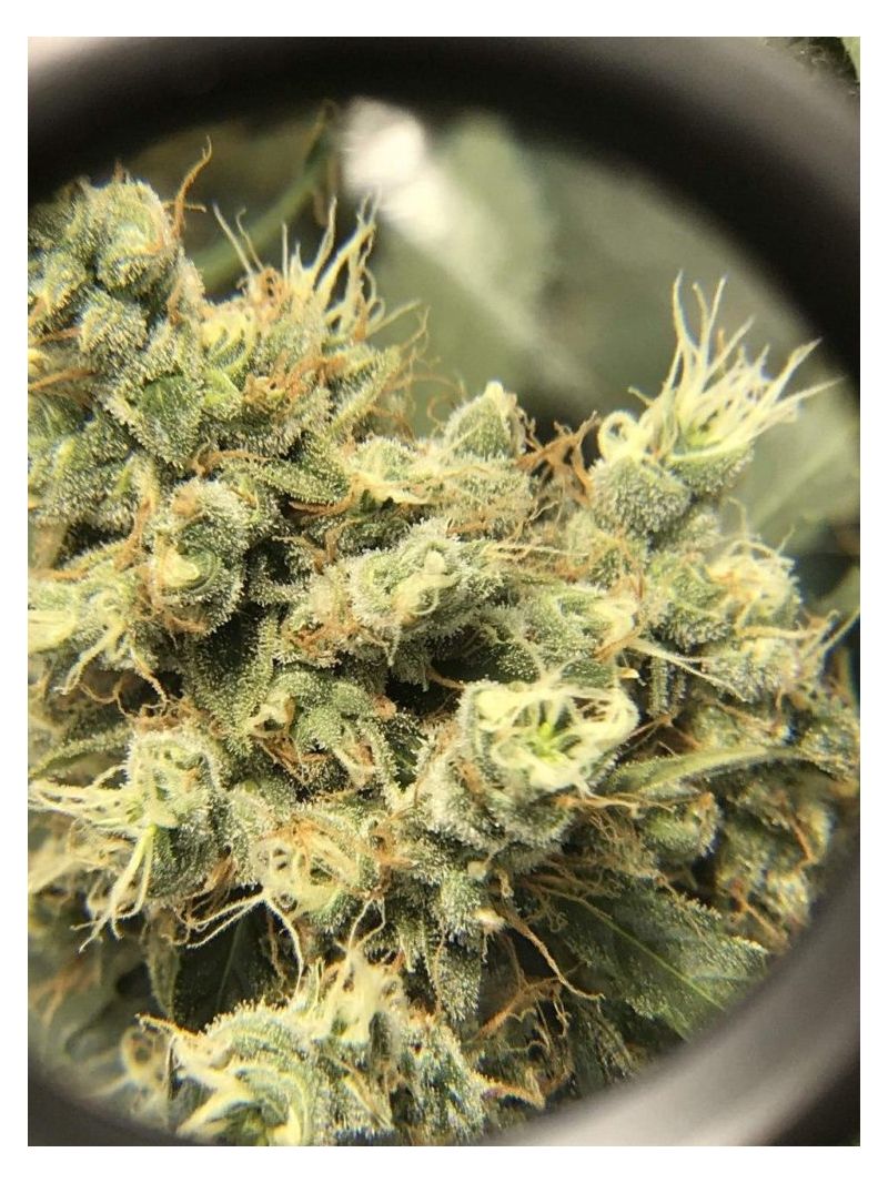 AK Skunk Auto, Фасовка: 5, изображение 5