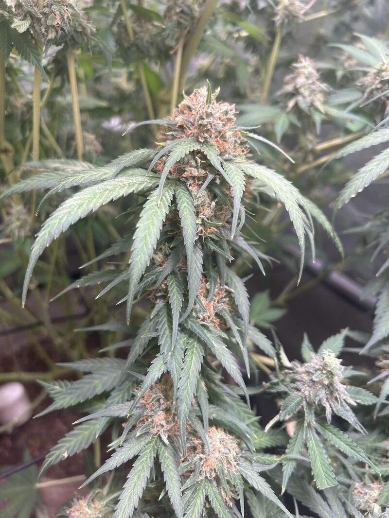 Mimosa EVO, Фасовка: 1, изображение 8
