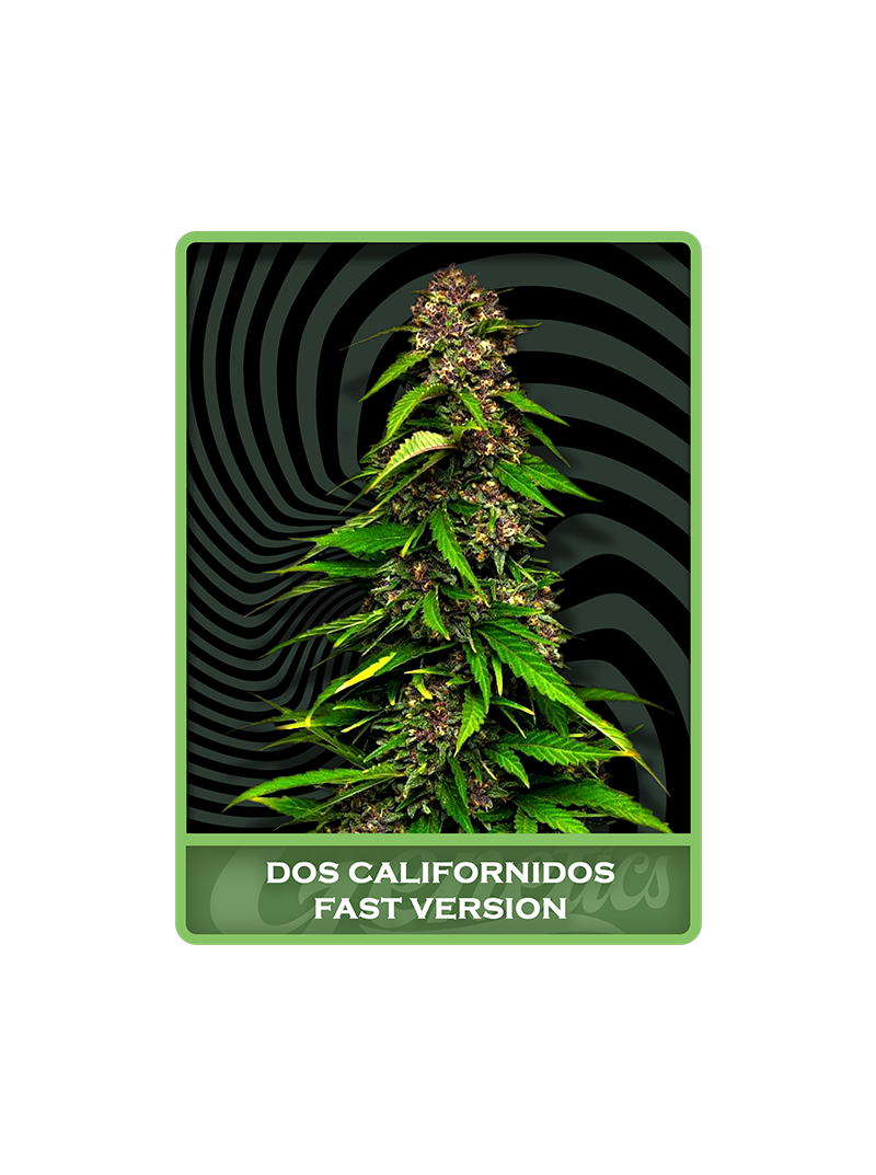 Dos Californidos Fast, Фасовка: 10