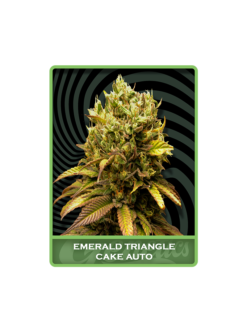 Emerald Triangle Cake Auto, Фасовка: 5
