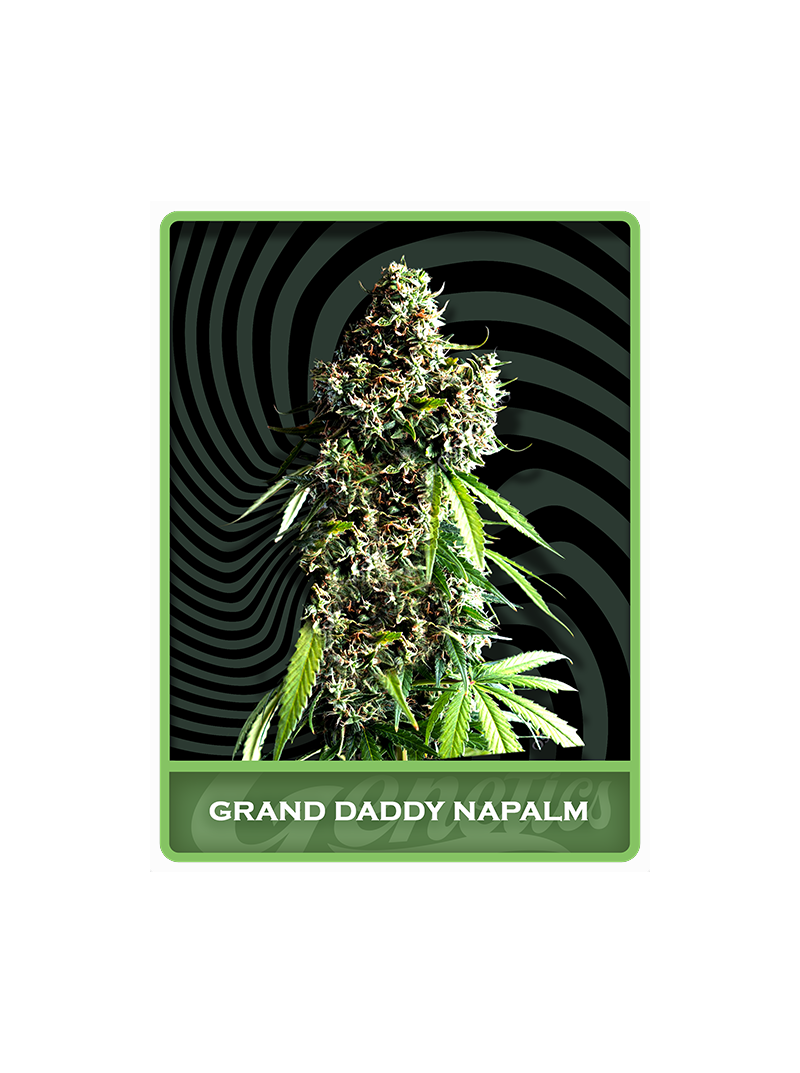 Granddaddy Napalm, Фасовка: 3