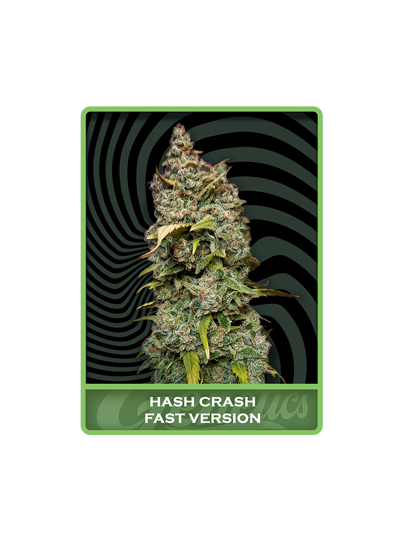 Hash Crash Fast, Фасовка: 1