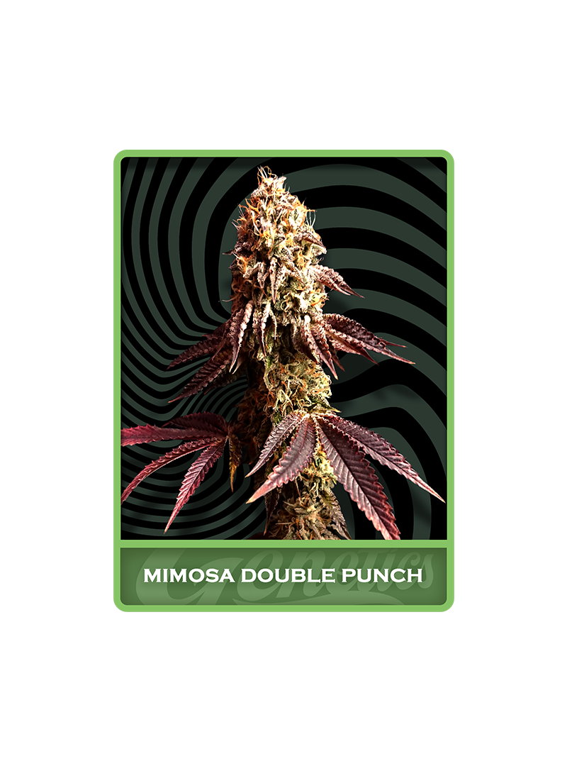 Mimosa Double Punch, Фасовка: 1