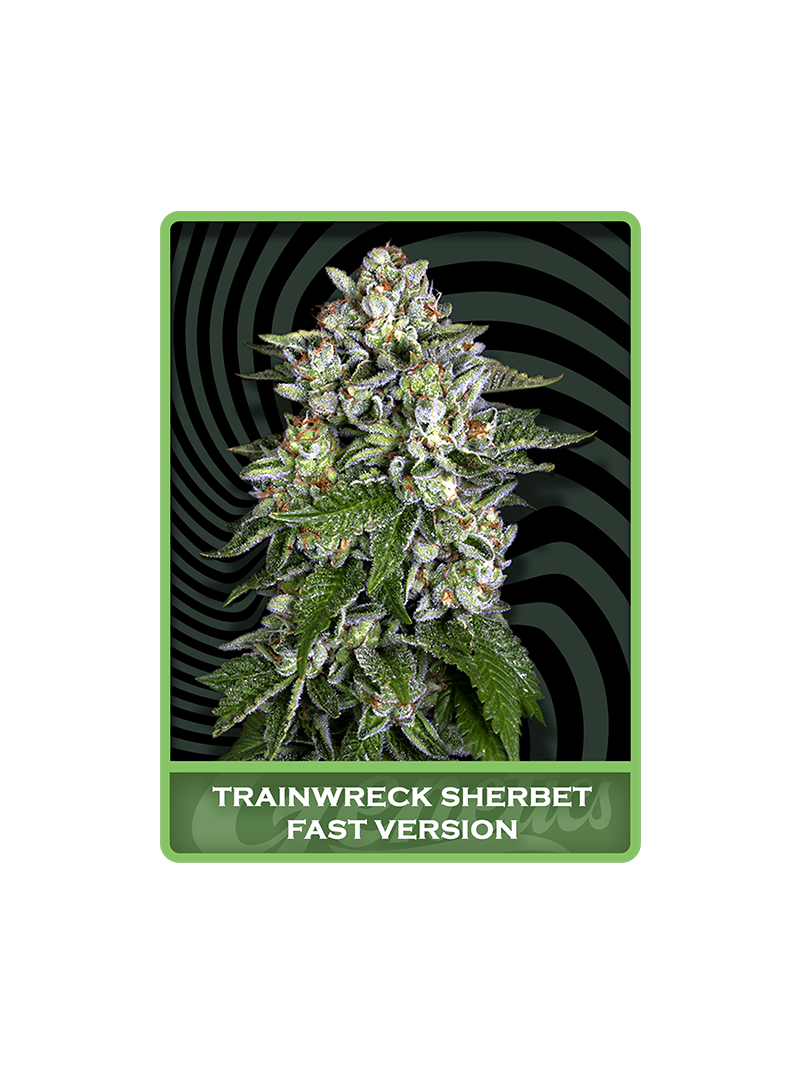 Trainwreck Sherbet Fast, Фасовка: 1
