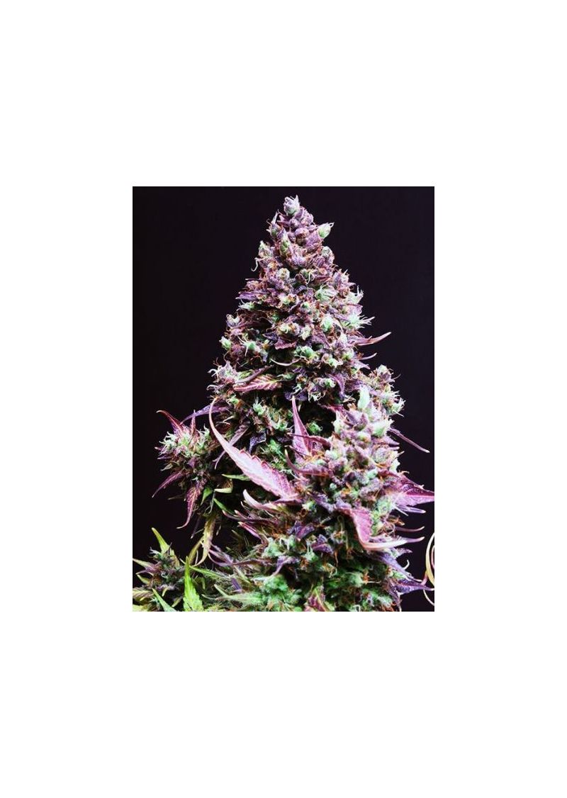 Auto Cream Caramel, Фасовка: 5