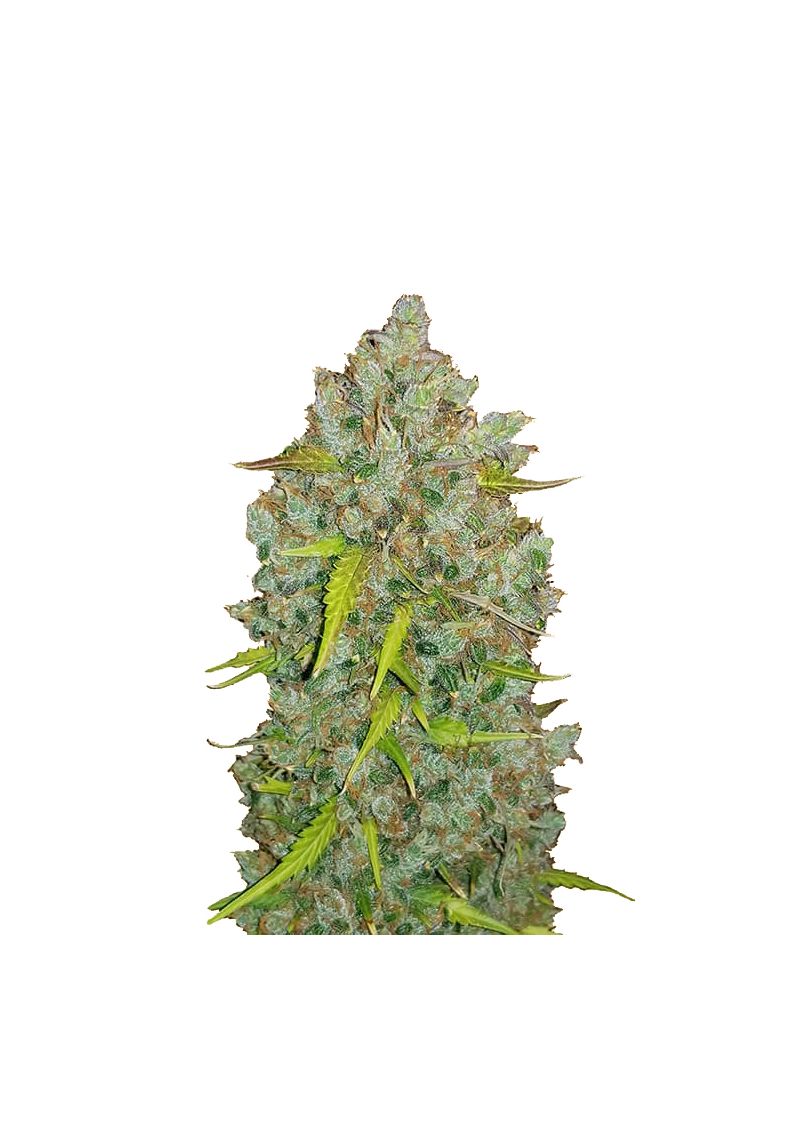 Original Auto BubbleGum, Фасовка: 3